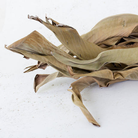 Strelitzia Leaves, Dried, Natural Brown, Bunch x 10