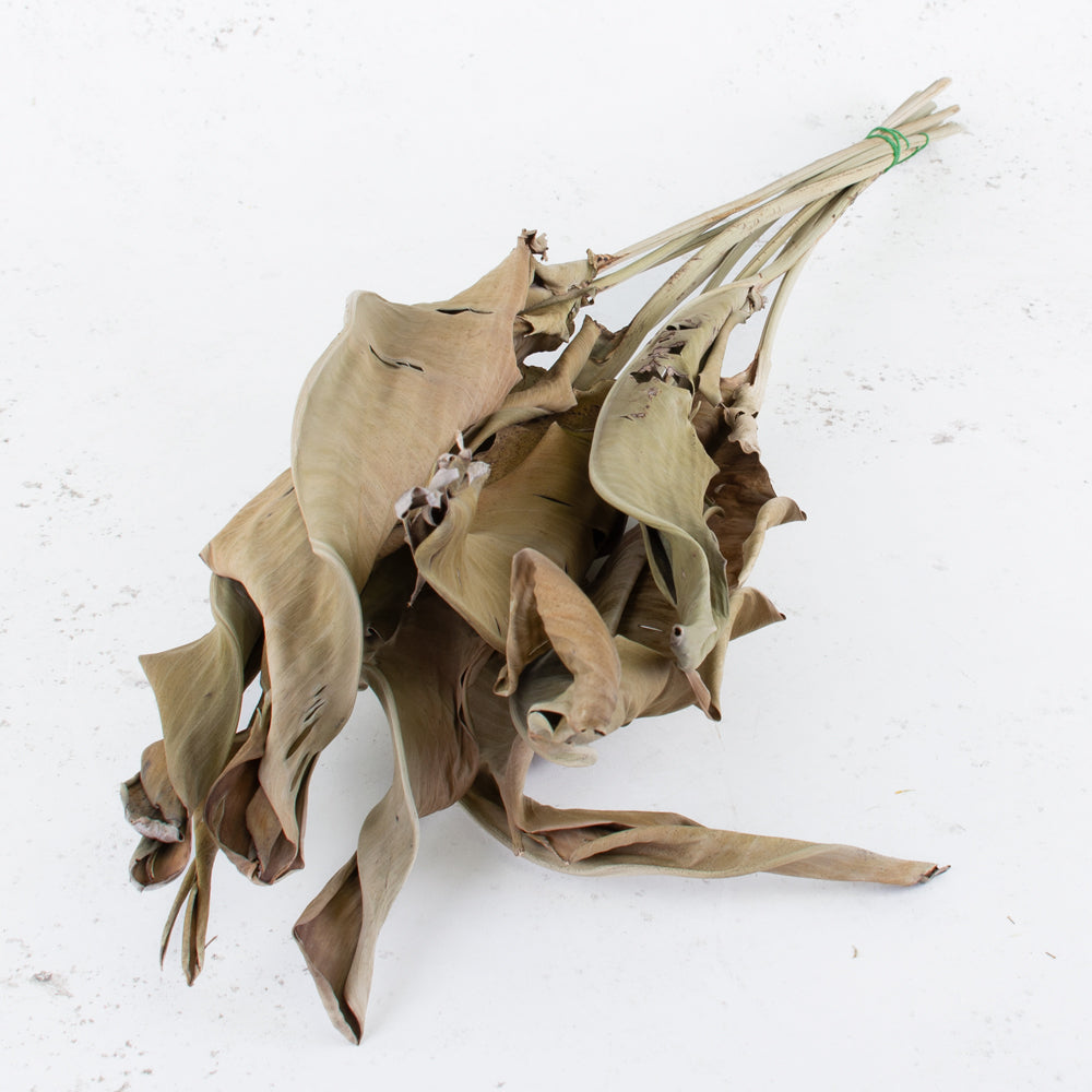 Strelitzia Leaves, Dried, Natural Brown, Bunch x 10 – Atlas Flowers