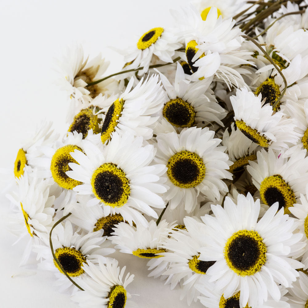 a bunch of white acrolinium flowers against a white background