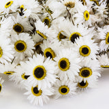 a bunch of white acrolinium flowers against a white background