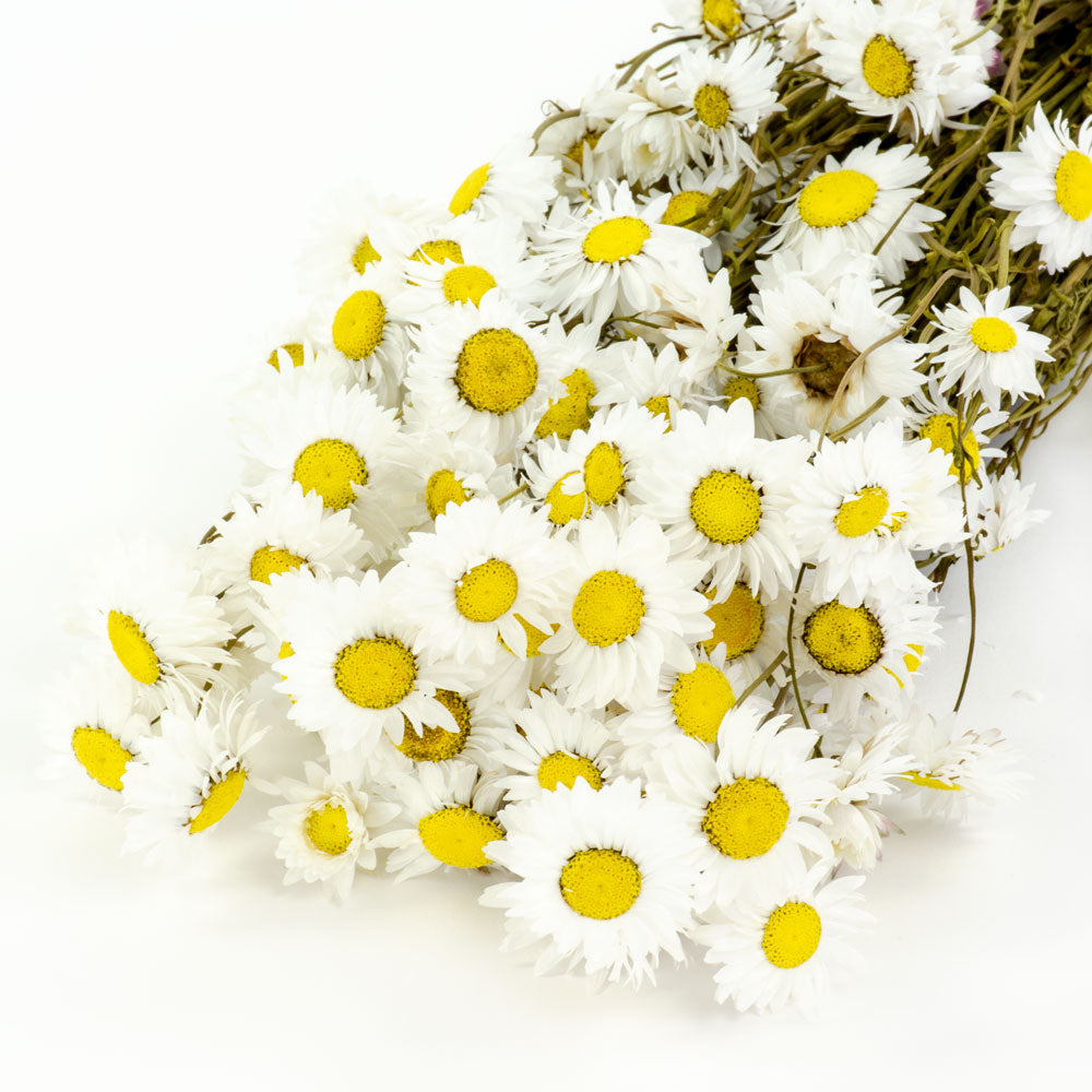 a bunch of white acrolinium flowers against a white background