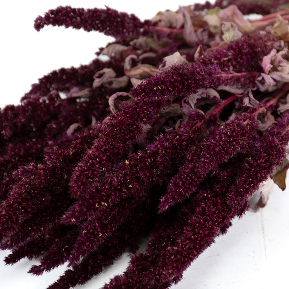 Amaranthus Flower, Dried, Natural Red
