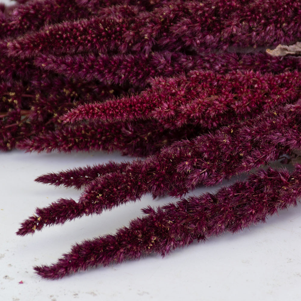 Amaranthus Flower, Dried, Natural Red