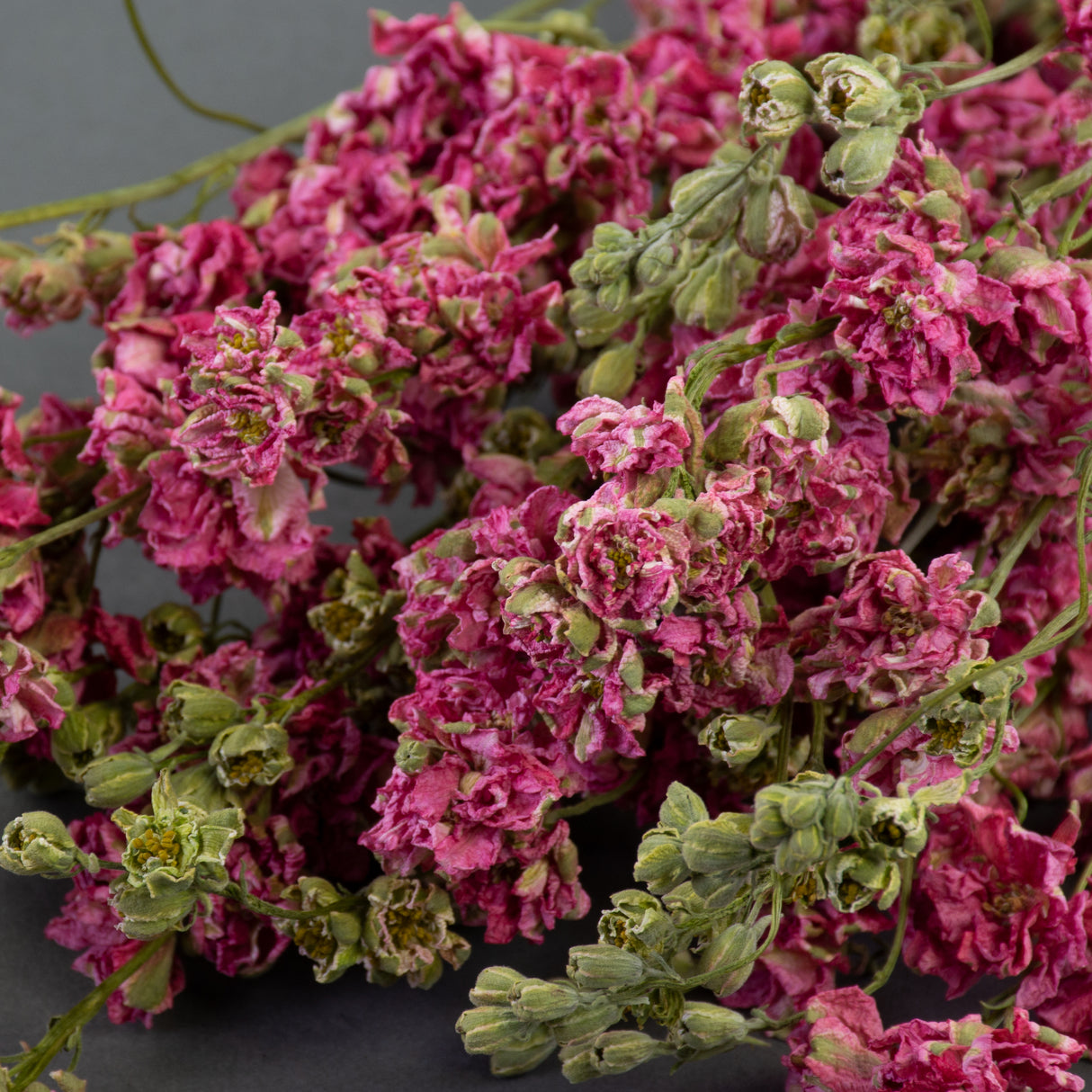 This image shows a bunch of dried, pink delphiniums, laid on a grey background