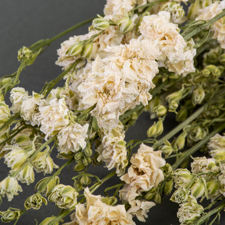 This image shows a bunch of dried, white delphiniums, laid on a grey background