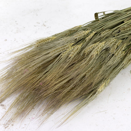 Dried Barley (Hordeum vulgare) Bunch Natural Finish