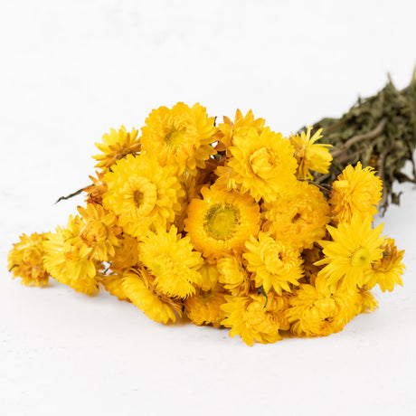 Helichrysum, Natural Yellow