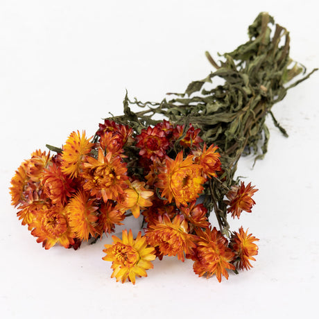 Helichrysum, Natural Orange