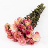 Helichrysum, Natural Pink