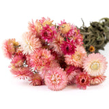 Helichrysum, Natural Pink