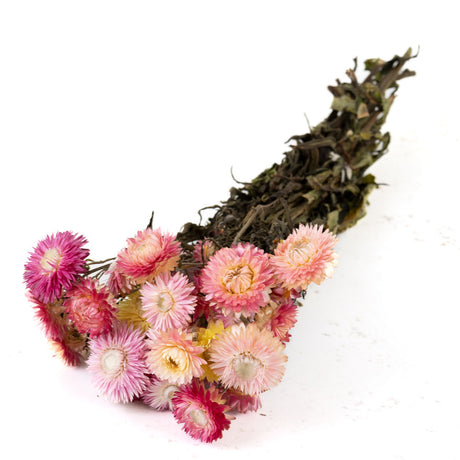 Helichrysum, Natural Dark Pink