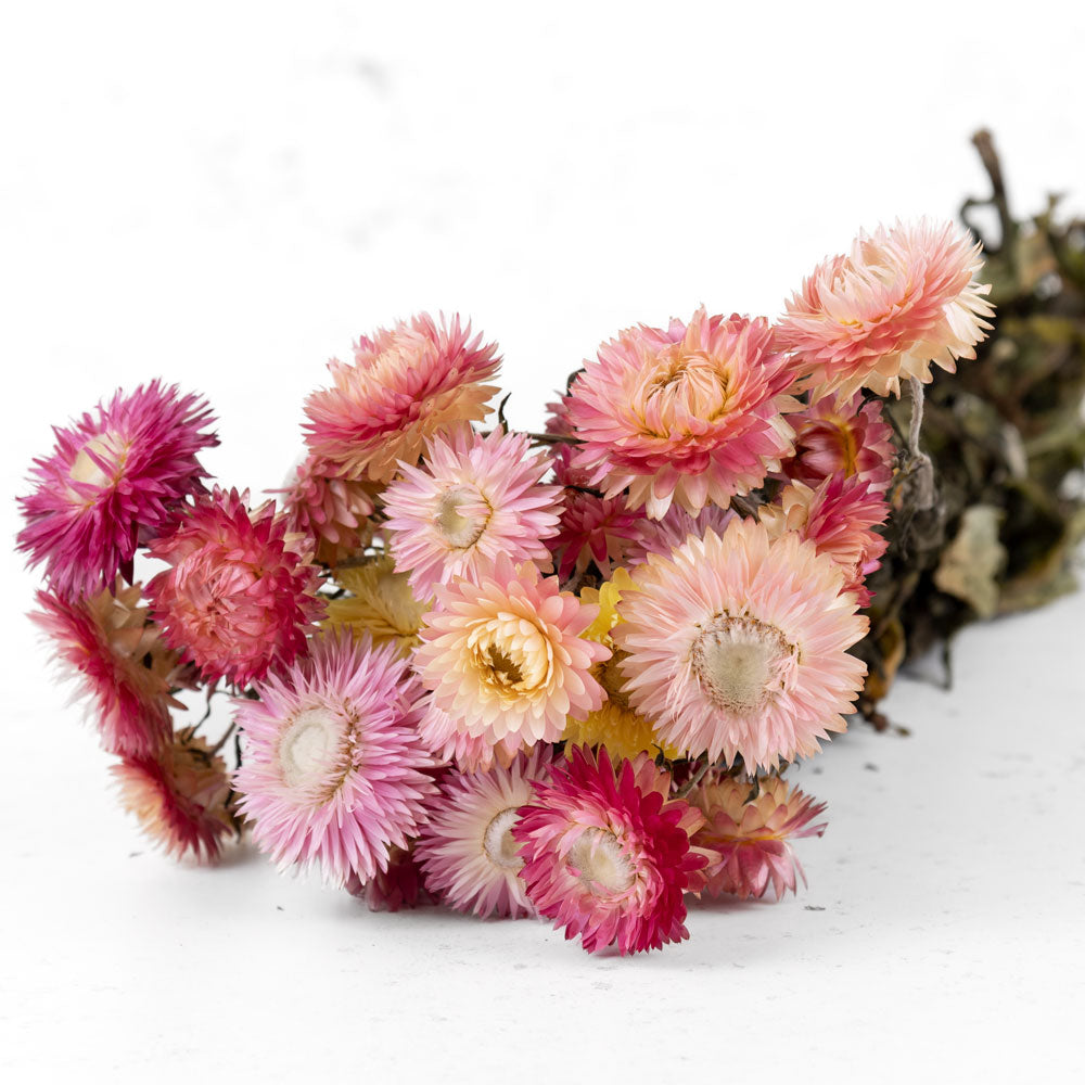 Helichrysum, Natural Dark Pink