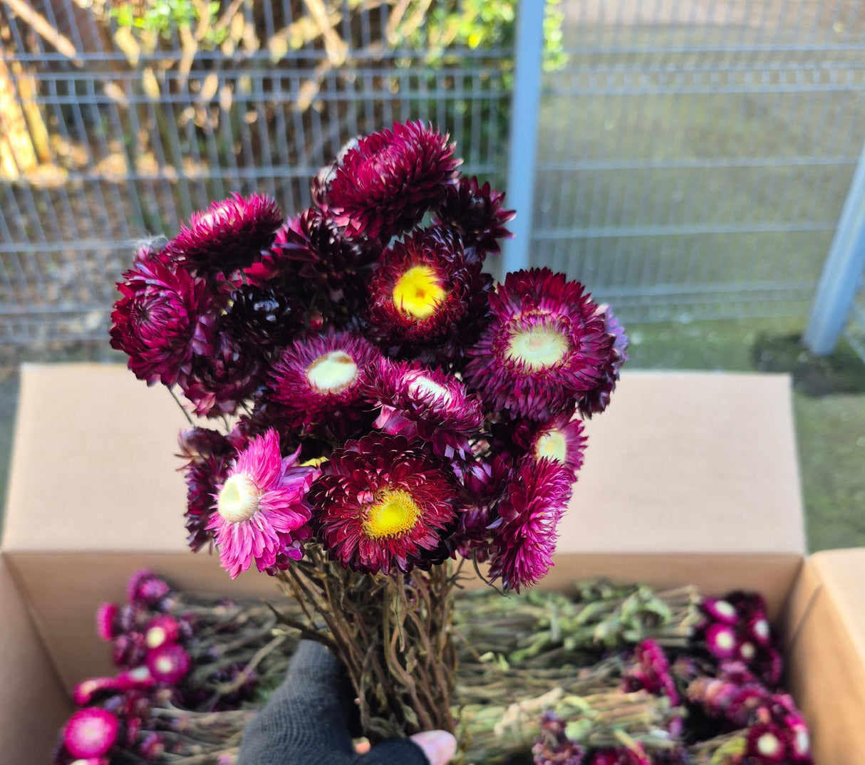 Helichrysum, Dried, Natural Dark Pink
