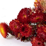 Helichrysum, Natural Red