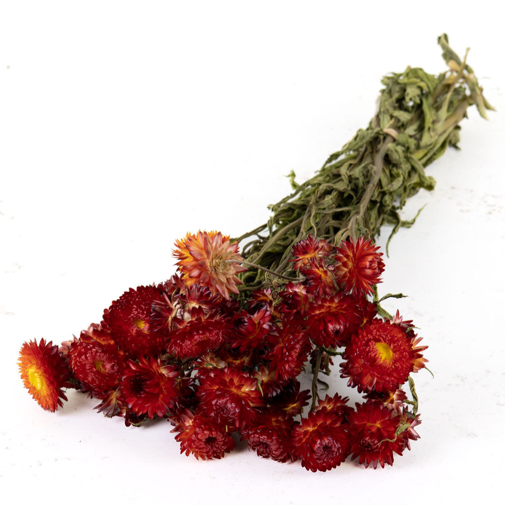 Helichrysum, Natural Red