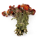 Helichrysum, Natural Red