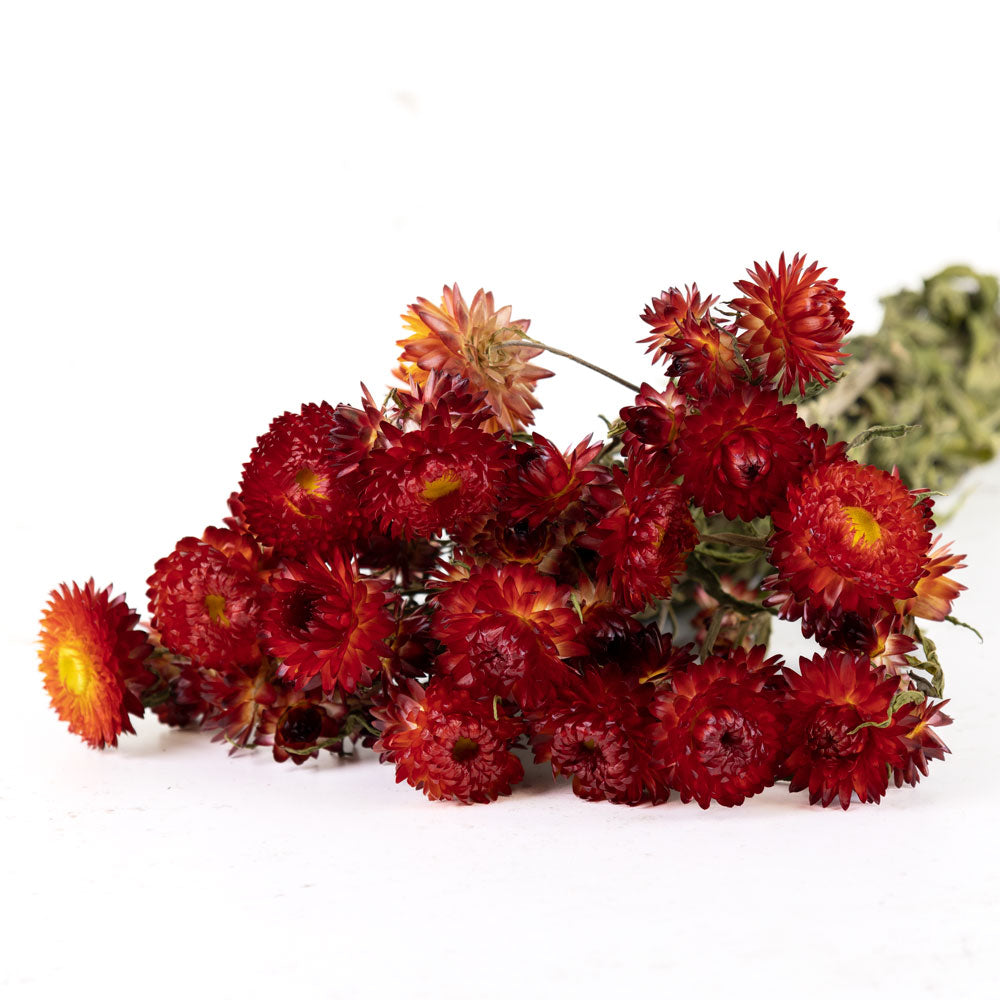 Helichrysum, Natural Red