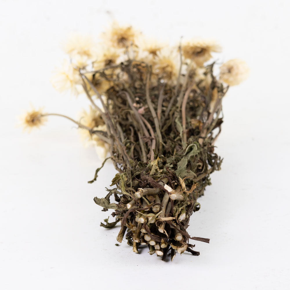 Helichrysum, Natural White