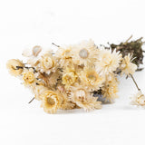 Helichrysum, Natural White