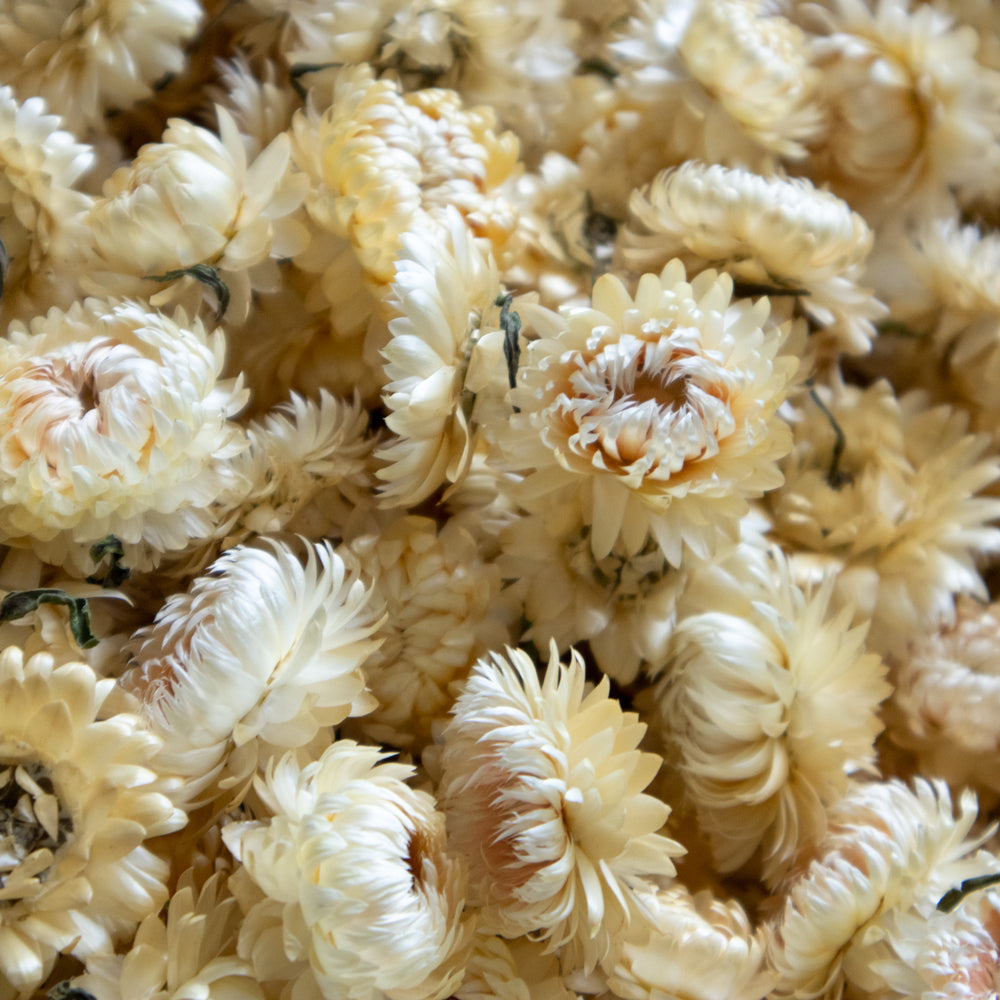 Helichrysum Heads, Natural White, 2KG Box