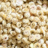 Helichrysum Heads, Dried, Natural White, per 100g