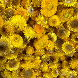 Helichrysum Heads, Dried, Natural Yellow, per 100g