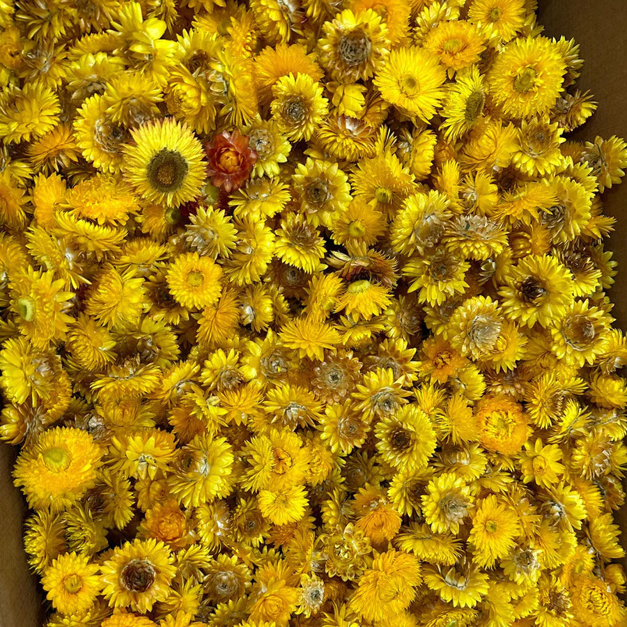 Helichrysum Heads, Dried, Natural Yellow, per 100g