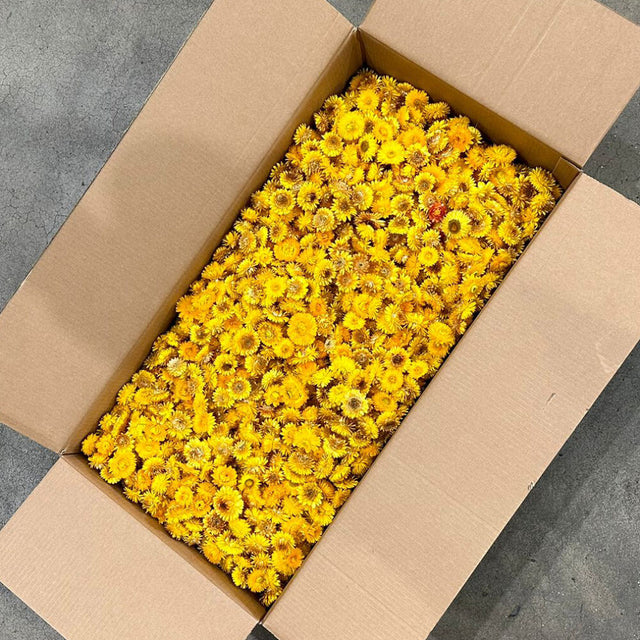 Helichrysum Heads, Natural Yellow, 2KG Box