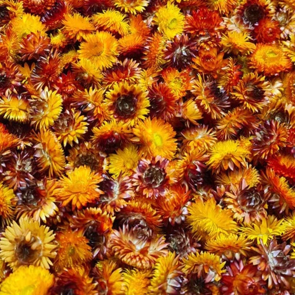 Helichrysum Heads, Dried, Natural Orange, per 100g