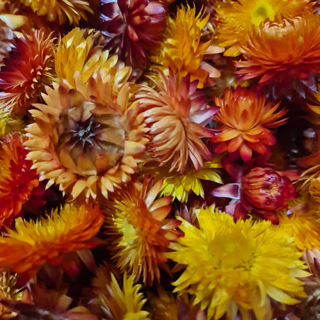 Helichrysum heads, natural orange, per 2kg Box
