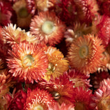 Helichrysum Heads, Salmon, per 2KG Box