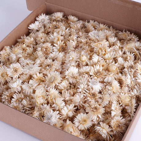 Helichrysum Heads, Dried, Natural White, per 200g box