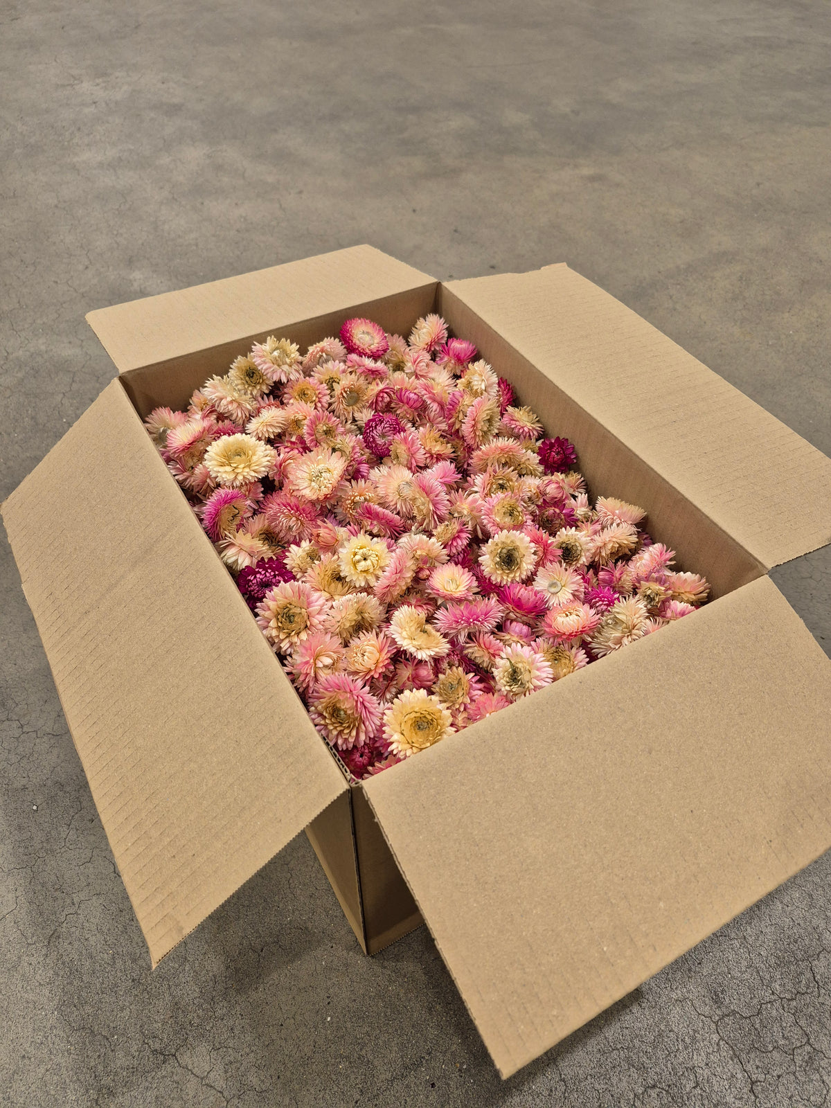Helichrysum Heads, Dried, Natural Pink, per 1KG