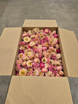 Helichrysum Heads, Dried, Natural Pink, per 1KG