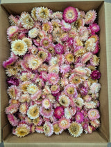 Helichrysum Heads, Dried, Natural Pink, per 1KG