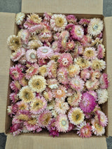 Helichrysum Heads, Dried, Natural Pink, per 200g