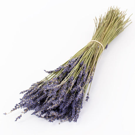 This image shows a bunch of naturally colloured lavender against a white background