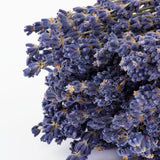 This image shows a bunch of naturally colloured lavender against a white background