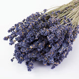 This image shows a bunch of naturally colloured lavender against a white background