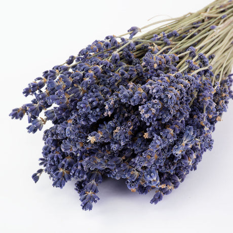 This image shows a bunch of naturally colloured lavender against a white background