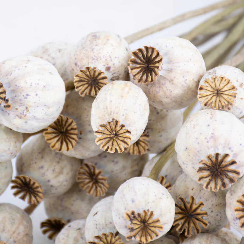 Dried Papaver (Poppy Heads), Natural &amp; Cleaned, Bunch