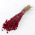 Phalaris, (canary grass), Red