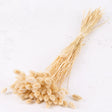 Phalaris, (canary grass), Bleached White