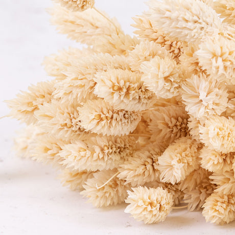 Phalaris, (canary grass), Bleached White