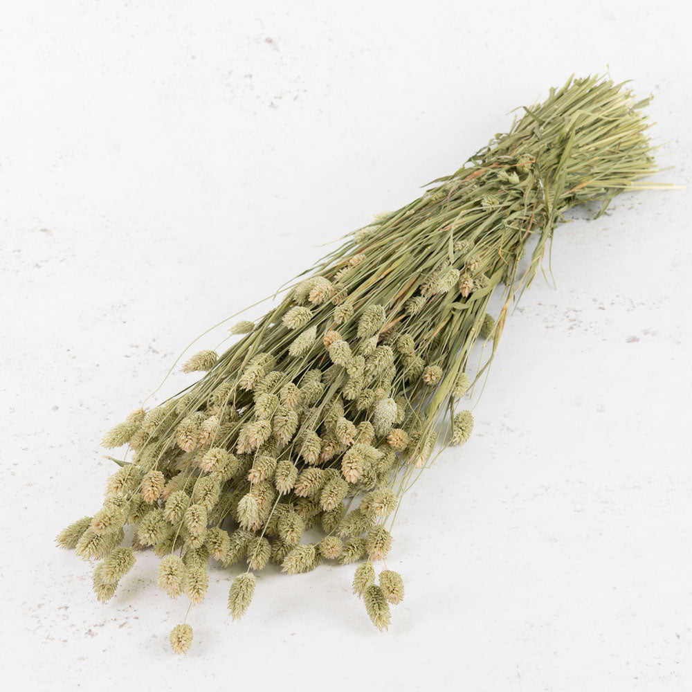 A large bunch of thin straw like stems with little flame shaped heads on the top. Both stems and heads are in a natural green colour.