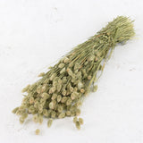 A large bunch of thin straw like stems with little flame shaped heads on the top. Both stems and heads are in a natural green colour.