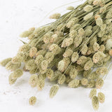 A large bunch of thin straw like stems with little flame shaped heads on the top. Both stems and heads are in a natural green colour.