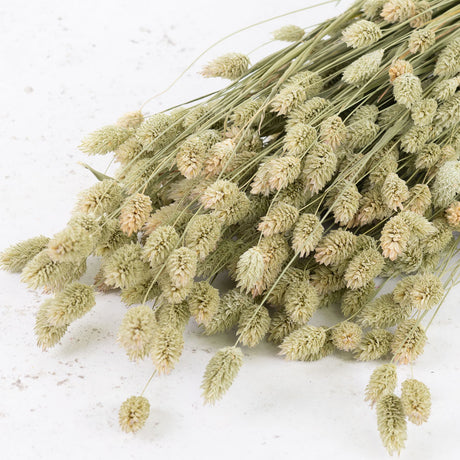 A large bunch of thin straw like stems with little flame shaped heads on the top. Both stems and heads are in a natural green colour.