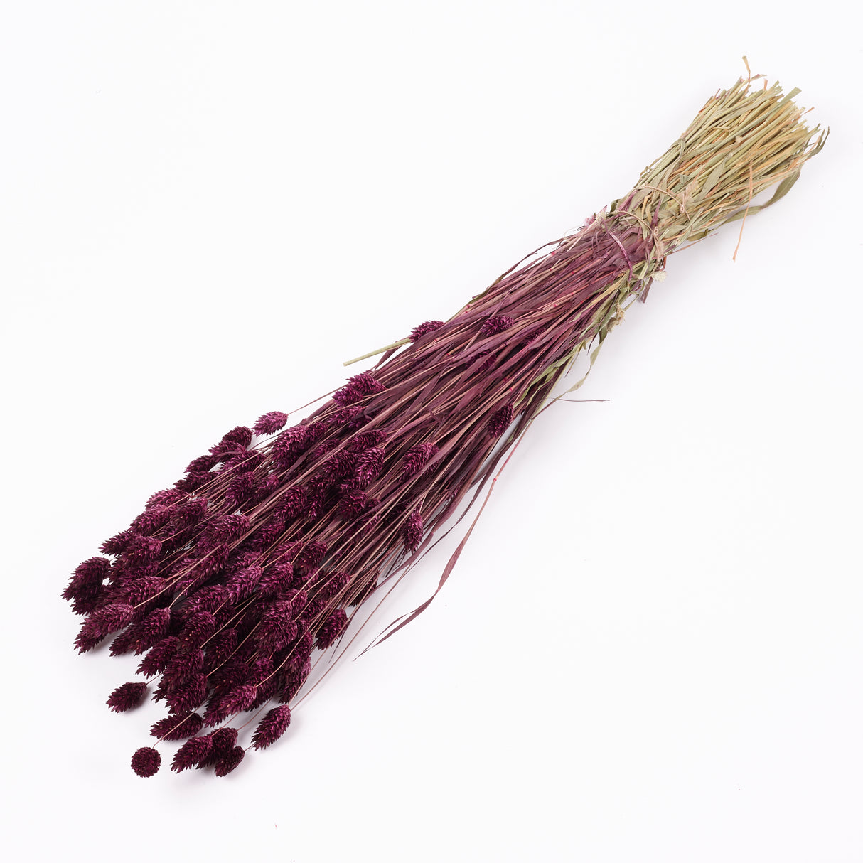 Phalaris, (Canary Grass), Dried, Prune
