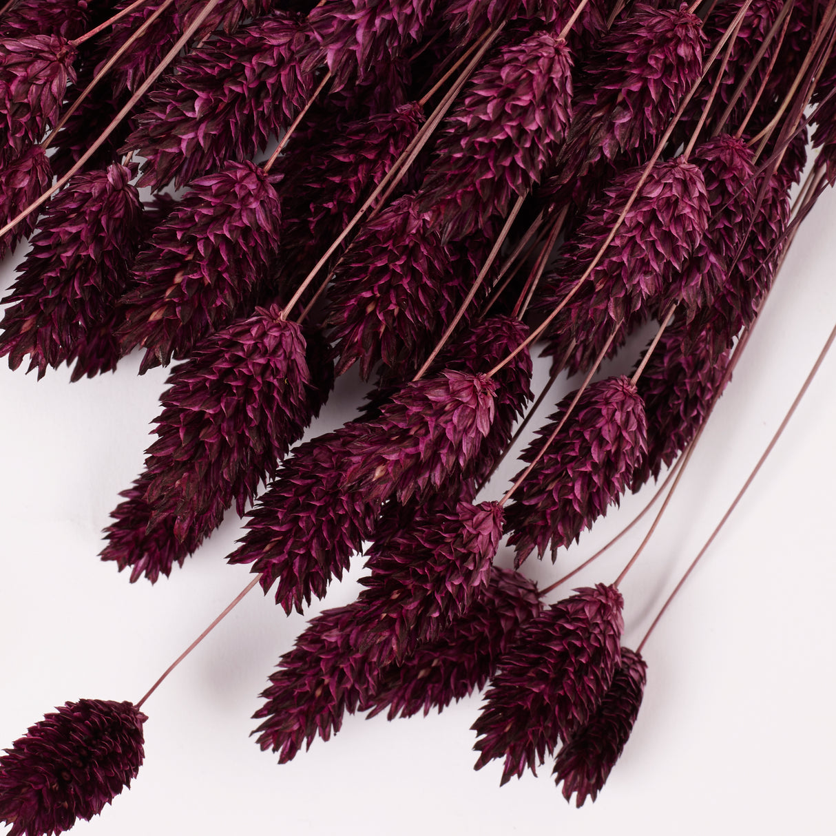 Phalaris, (Canary Grass), Dried, Prune